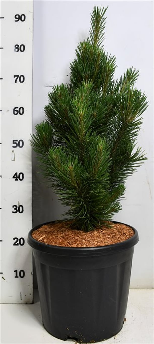 Pinus mugo 'Rigi' - C12 50-60 CM